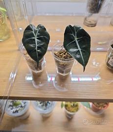 Baby Plant di Alocasia Polly