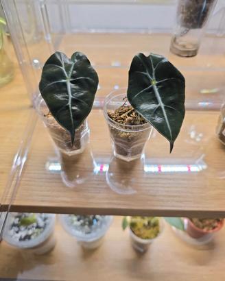 Baby Plant di Alocasia Polly