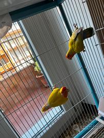 Coppia inseparabile + gabbia