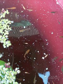 Pesci medaka Nati all'esterno 1 l'uno