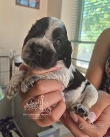 Cuccioli di Cocker Inglese