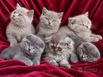 Cuccioli di SCOTTISH Blue e Lilac