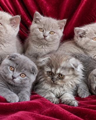 Cuccioli di SCOTTISH Blue e Lilac