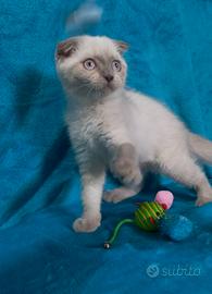 Gattina scottish fold