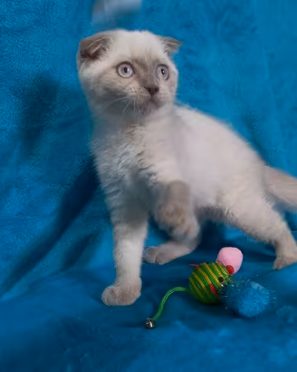 Gattina scottish fold