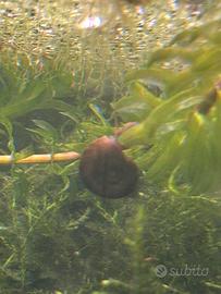 Lumachina mangia alghe - solo ritiro Lecco