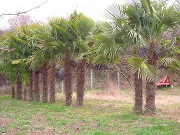 Palme Trachicarpus fortunei