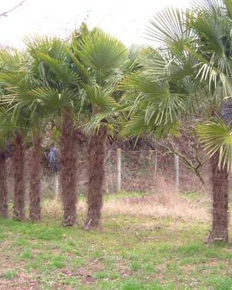 Palme Trachicarpus fortunei