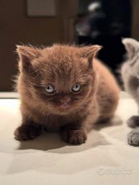 British shorthair