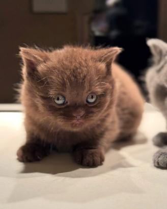 British shorthair
