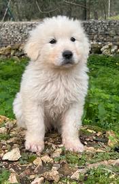 Pastore maremmano alta genealogia