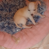 Cucciolo di chihuahua