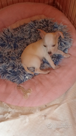 Cucciolo di chihuahua