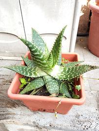aloe maculata