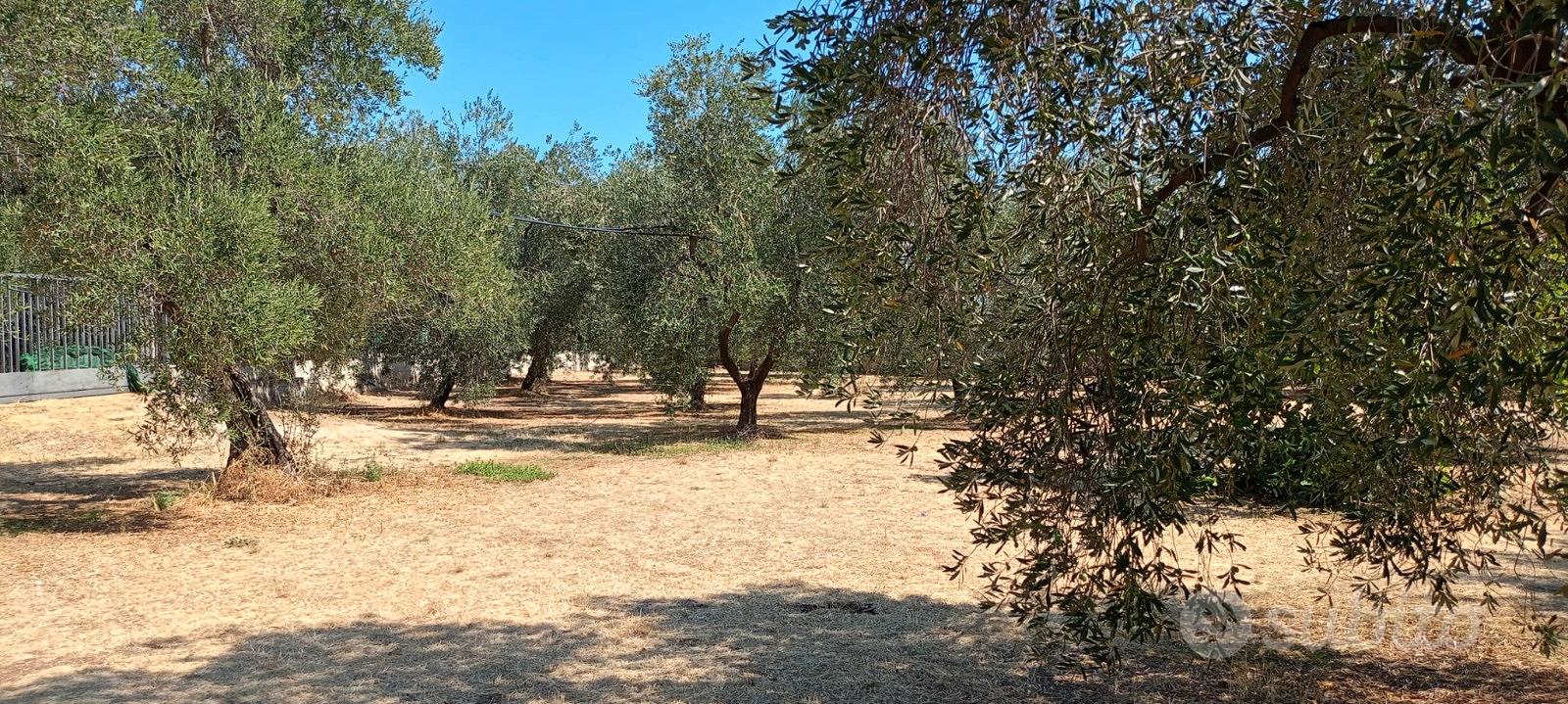 TERRENO OLIVETO SP2 (Terlizzi-Ruvo di Puglia) - Vista 5