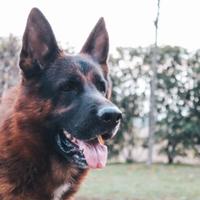 Cessione pastore tedesco 3 anni