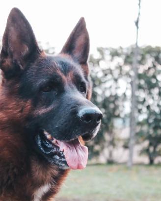 Cessione pastore tedesco 3 anni