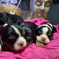 Cuccioli cavalier king
