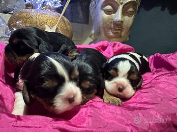 Cuccioli cavalier king