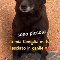 NERINA 4 ANNI 10 KG taglia piccola