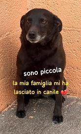 NERINA 4 ANNI 10 KG taglia piccola