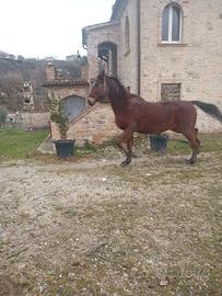 Cavallo purosanque