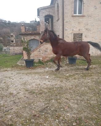 Cavallo purosanque