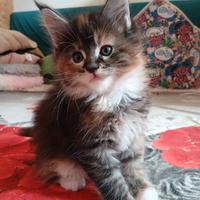 Cuccioli Maine coon