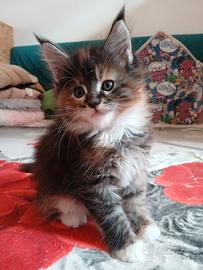 Cuccioli Maine coon