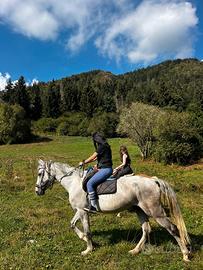 Cavallo