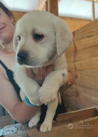 Cucciolo Labrador retriever