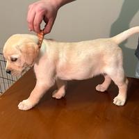 Labrador cuccioli