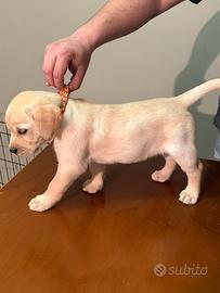Labrador cuccioli