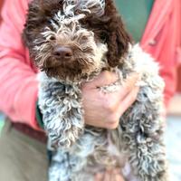 Lagotto Romagnolo Cucciolo