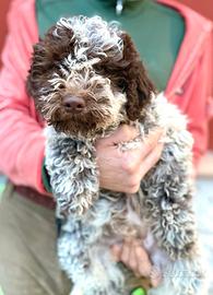 Lagotto Romagnolo Cucciolo