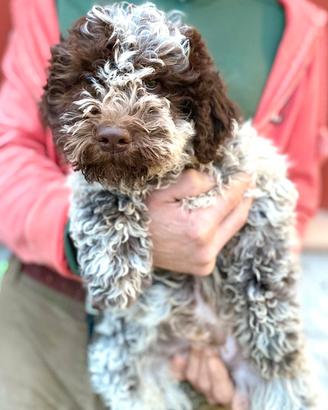Lagotto Romagnolo Cucciolo