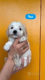 Maltipoo