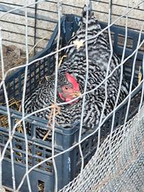 Coppia galline amrocks