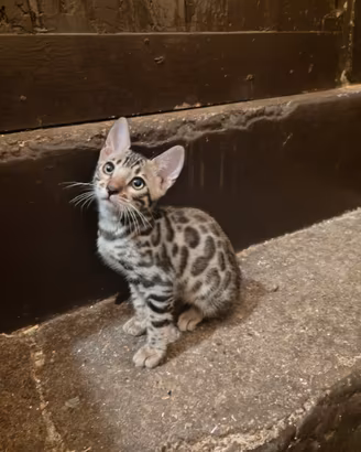 Gatto del Bengala cuccioli
