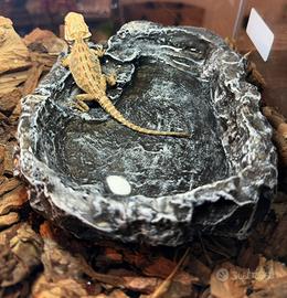 Pogona e terrario