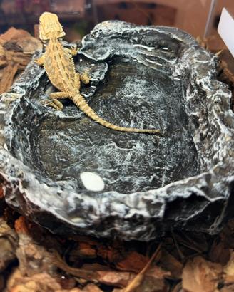 Pogona e terrario