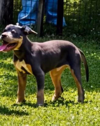 Cucciolo disponibile