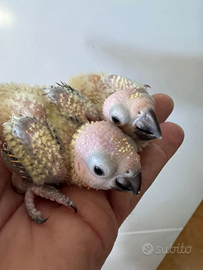 Disponibile conuro del sole