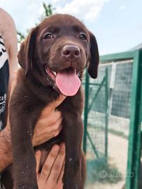 Cuccioli Labrador con Pedigree ENCI