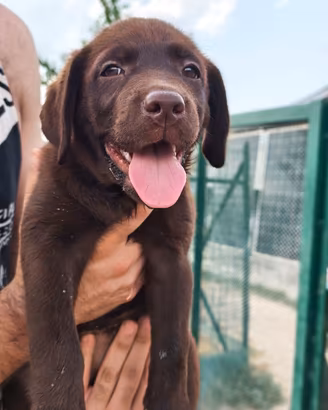 Cuccioli Labrador con Pedigree ENCI