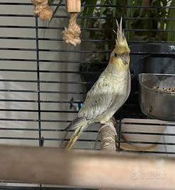 Calopsite femmina selvatica