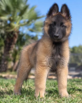 Cuccioli pastore belga tervueren pedigree enci
