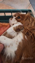 Cuccioli cavalier king