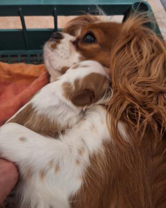 Cuccioli cavalier king