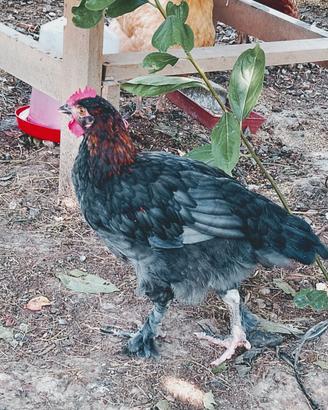 Galletto Marans Blue ramato